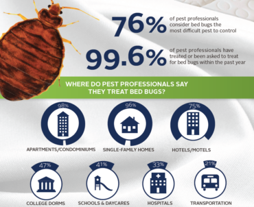 Bed Bug Treatment in Vancouver