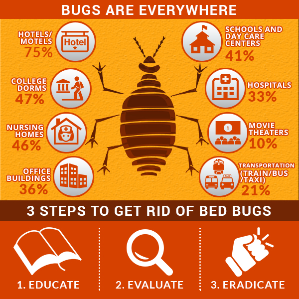 Bed Bugs in Edmonton? - What Can Be Done? - You Kill Bed Bugs