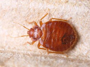 Bed Bugs and How to Exterminate Them