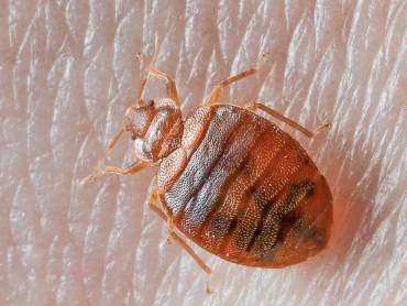 Do You Have Bed Bugs? What You Should Know