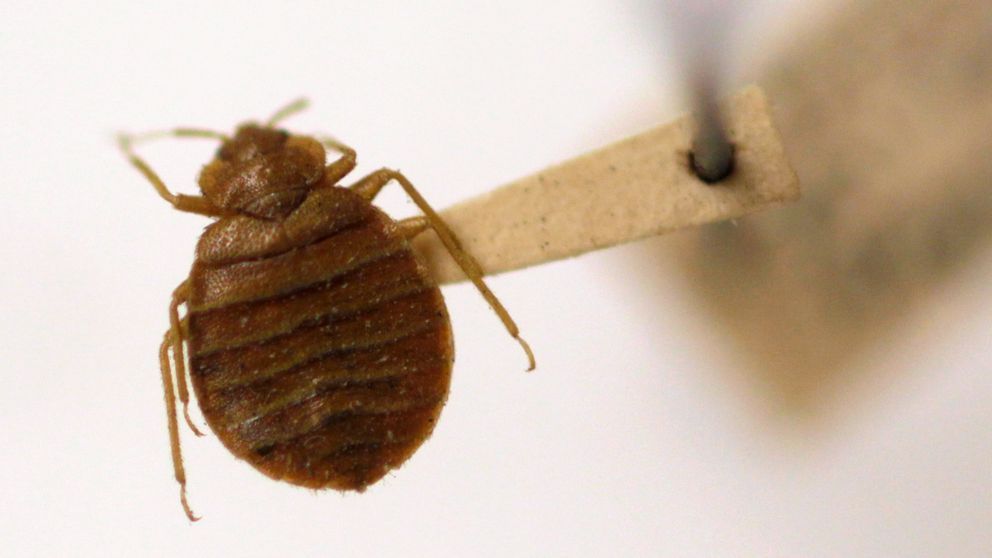 Got-Bed-Bugs-Our-Experts-Can-Help.jpg