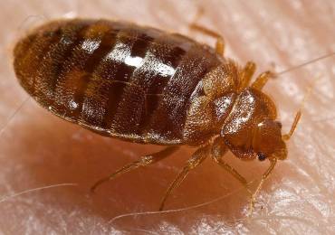 Bed Bugs Can Be Eliminated Much More Quickly Than You Might Think